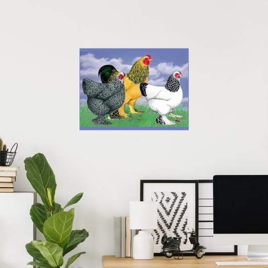 Drie Brahmas Poster (Thuiskantoor)