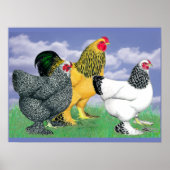 Drie Brahmas Poster (Voorkant)