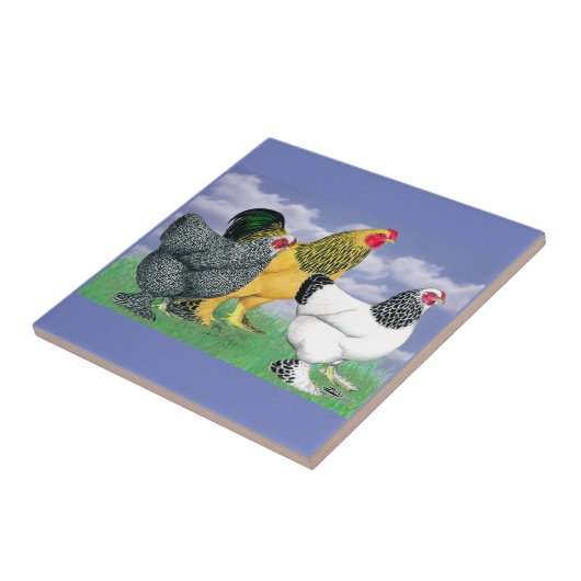 Drie Brahmas Tegeltje (Zijkant)