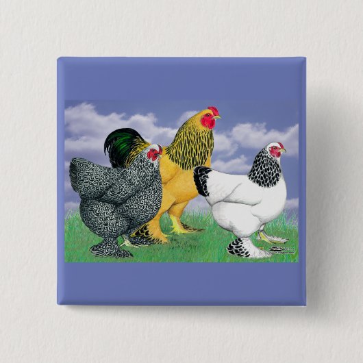 Drie Brahmas Vierkante Button 5,1 Cm (Voorkant)