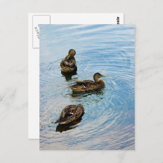 Drie Briefkaart (Voorkant / Achterkant)