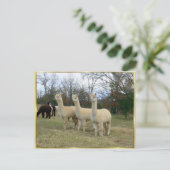 Drie Briefkaarten van Alpaca Girls (Staand voorkant)
