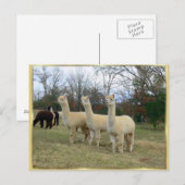 Drie Briefkaarten van Alpaca Girls (Voorkant / Achterkant)