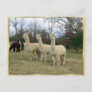 Drie Briefkaarten van Alpaca Girls