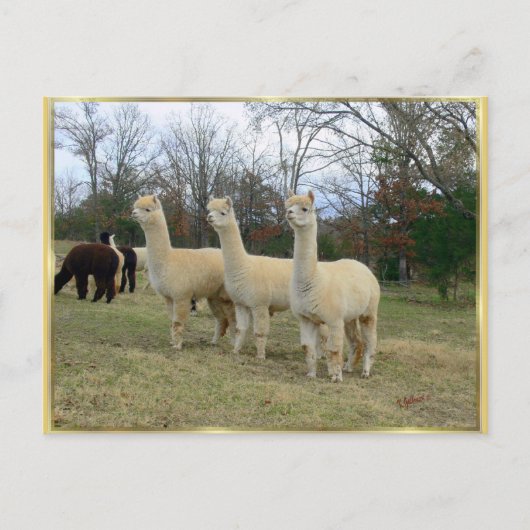 Drie Briefkaarten van Alpaca Girls (Voorkant)