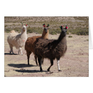 Drie bruine lama's geen Kaart