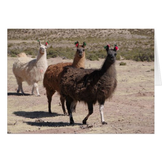 Drie bruine lama's geen Kaart (Voorkant Horizontaal)