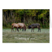 Drie Bull Elk gevechtsdenking van u Notecard (Voorkant Horizontaal)