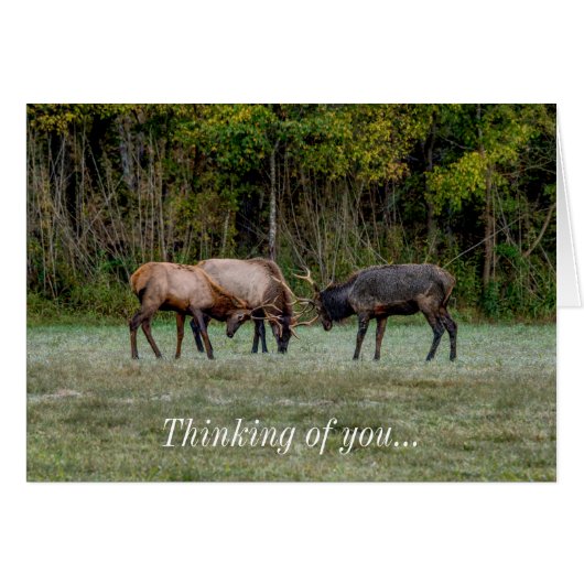 Drie Bull Elk gevechtsdenking van u Notecard (Voorkant Horizontaal)