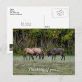 Drie bull elk vecht over jullie Briefkaart (Voorkant / Achterkant)