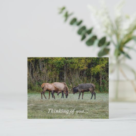 Drie bull elk vecht over jullie Briefkaart (Staand voorkant)