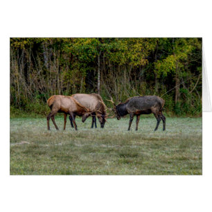 Drie bull Elk Wenskaart