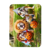Drie Bulldogs in verkleed kostuum Magneet (Verticaal)