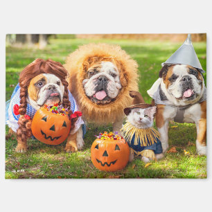 Drie Bulldogs in Verkleedingen Magneet