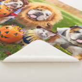 Drie Bulldogs in verkleedpartij Sherpa Deken (3/4)