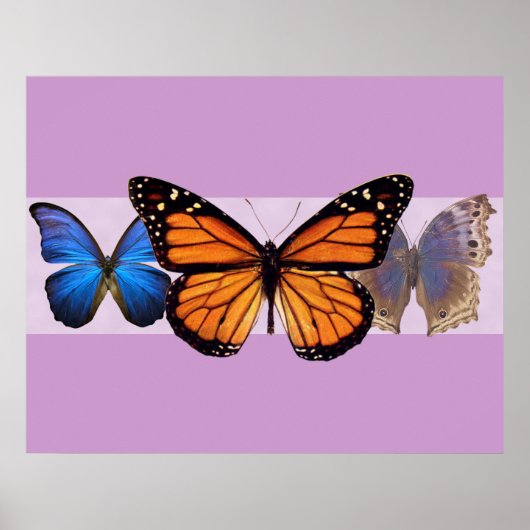 Drie  Butterflies Print (Voorkant)