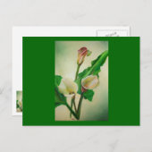 Drie Calla Lilies die botanisch acryl Briefkaart (Voorkant / Achterkant)