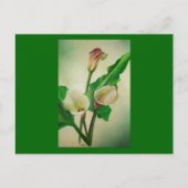 Drie Calla Lilies die botanisch acryl Briefkaart (Voorkant)