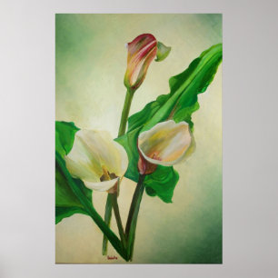 Drie Calla Lilies die botanisch acryl Poster