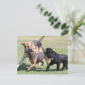 Drie Canine Playmates Briefkaart (Staand voorkant)