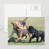Drie Canine Playmates Briefkaart (Voorkant / Achterkant)