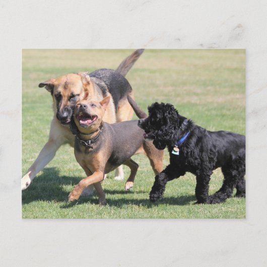 Drie Canine Playmates Briefkaart (Voorkant)