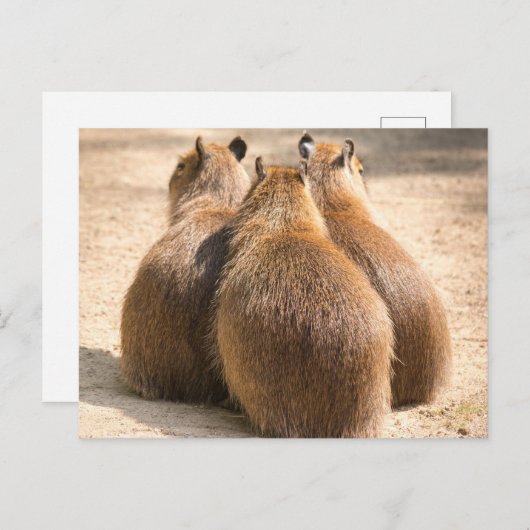 Drie Capybara Briefkaart (Voorkant / Achterkant)