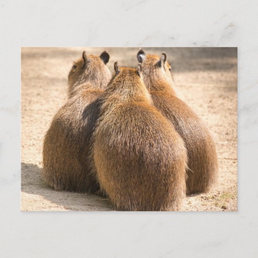 Drie Capybara Briefkaart (Voorkant)