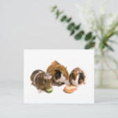 drie cavia's die eten, briefkaart (Staand voorkant)