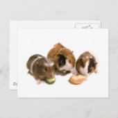 drie cavia's die eten, briefkaart (Voorkant / Achterkant)
