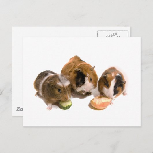 drie cavia's die eten, briefkaart (Voorkant / Achterkant)