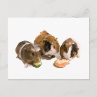 drie cavia's die eten, briefkaart