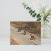 Drie Cheetahs op Dirt Road op Sunrise - Briefkaart (Staand voorkant)