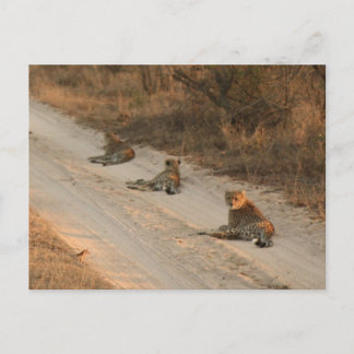 Drie Cheetahs op Dirt Road op Sunrise - Briefkaart
