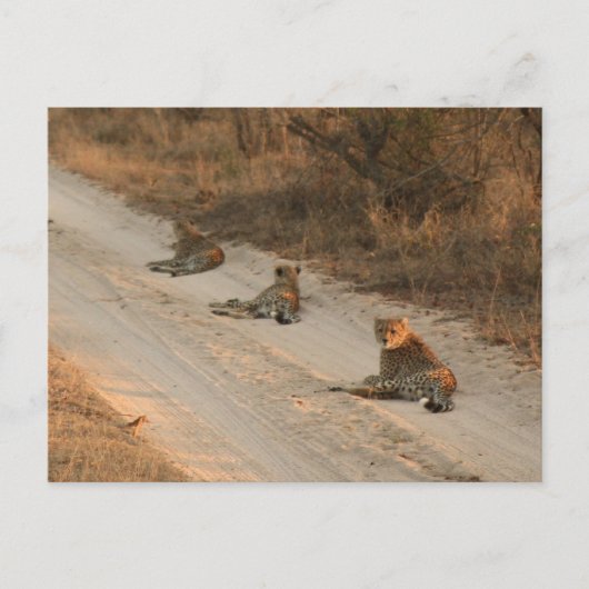 Drie Cheetahs op Dirt Road op Sunrise - Briefkaart (Voorkant)
