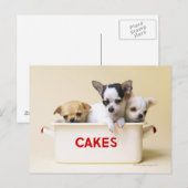 Drie Chihuahua Puppies Briefkaart (Voorkant / Achterkant)