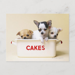 Drie Chihuahua Puppies Briefkaart