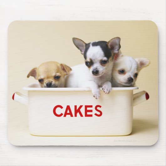 Drie chihuahua-puppies in taarttin muismat (Voorkant)