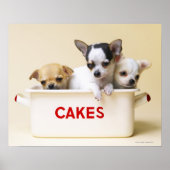 Drie chihuahua-puppies in taarttin poster (Voorkant)