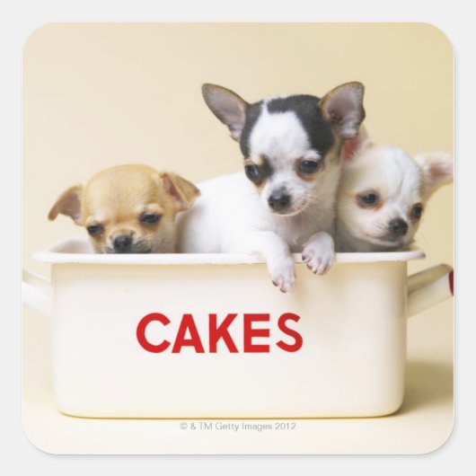 Drie chihuahua-puppies in taarttin vierkante sticker (Voorkant)