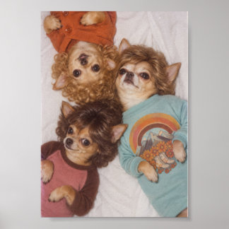Drie Chihuahua-vrienden met grote 1980 kapsels Poster