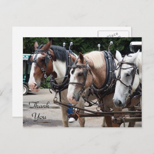 Drie conceptpaarden bedankt briefkaart (Voorkant / Achterkant)