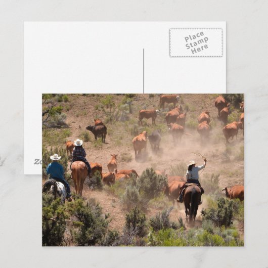 Drie cowboys die runderen besturen briefkaart (Voorkant / Achterkant)