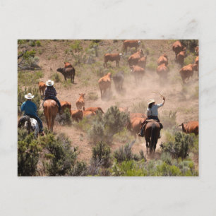Drie cowboys en cowgirls drijven vee briefkaart
