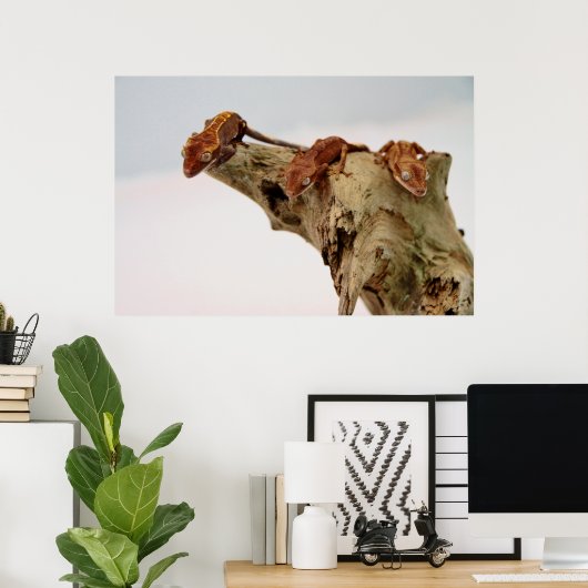 Drie Crested Geckos Poster (Thuiskantoor)