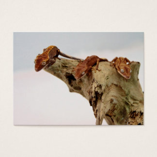 Drie Crested Geckos Visitekaartje