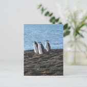 Drie curieuze pinguïns briefkaart (Staand voorkant)