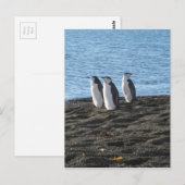Drie curieuze pinguïns briefkaart (Voorkant / Achterkant)