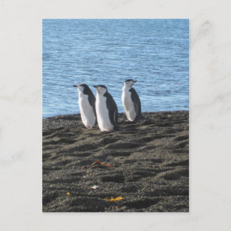 Drie curieuze pinguïns briefkaart