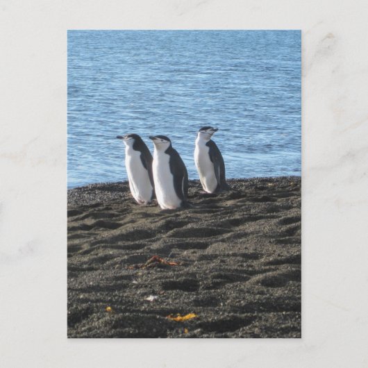 Drie curieuze pinguïns briefkaart (Voorkant)